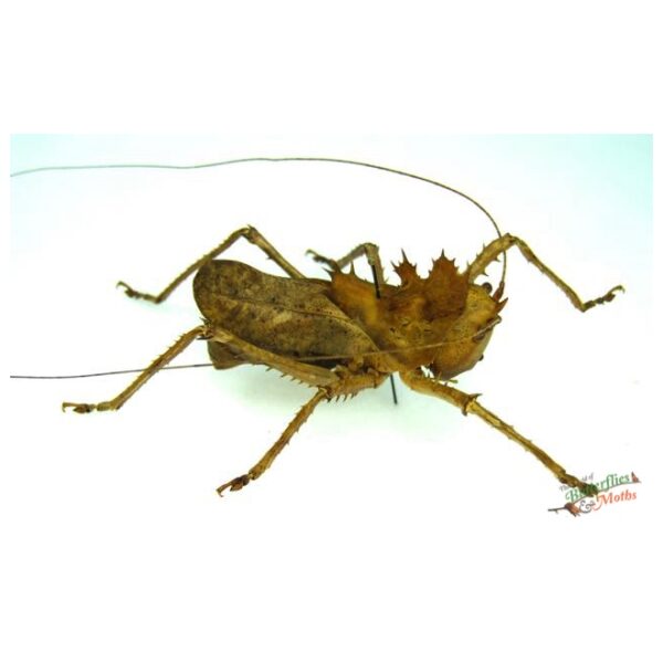 Real Giant Thorny Legged Katydid fashion framed taxidermy - Ancylecha fenestrate - female