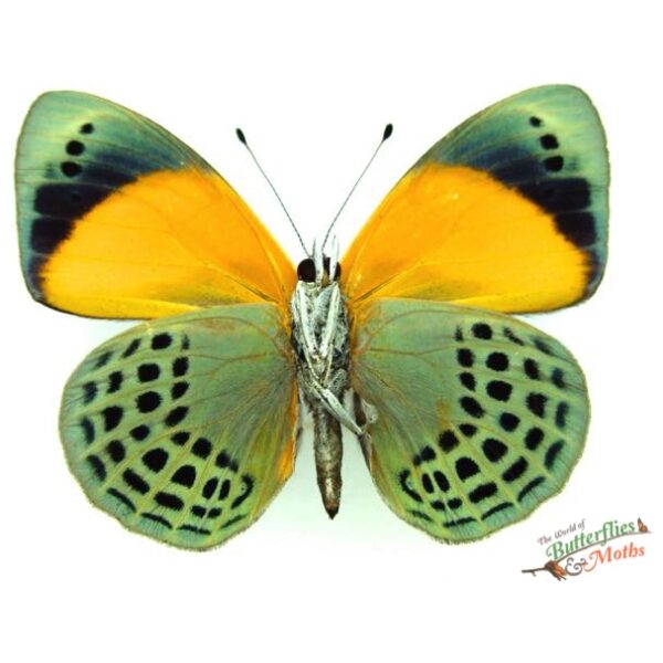 Dotted Glory Butterfly in on sale Baroque Style Frame (Asterope markii davisi)