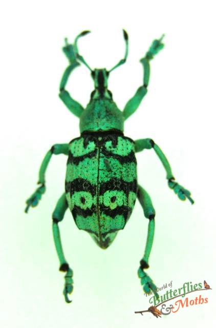 Eupholus chevrolati INDONESIA World of Butterflies and Moths