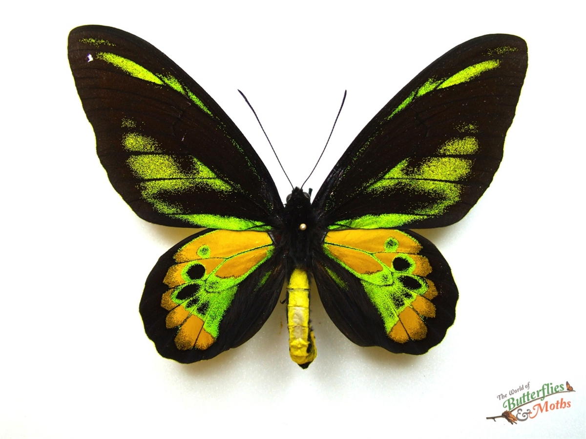 Ornithoptera (Troides) rothschildi PAPUA NEW GUINEA - World of