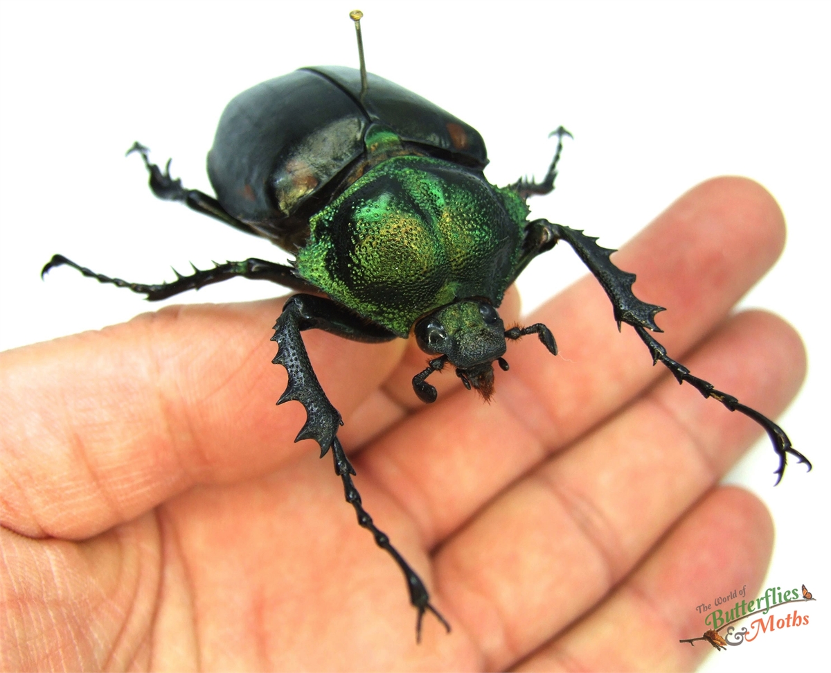 Cheirotonus formosanus pair 46-55mm 15 Cheirotonus Parryi