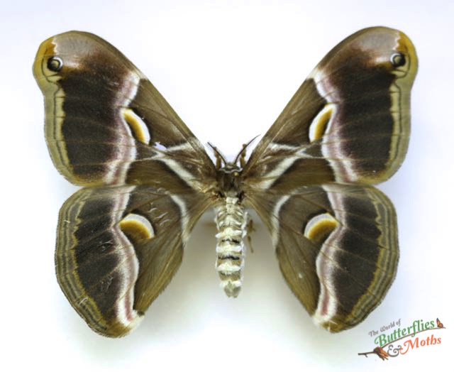 Samia cynthia - World of Butterflies and Moths