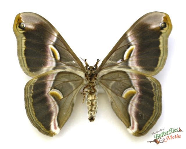Samia cynthia - World of Butterflies and Moths