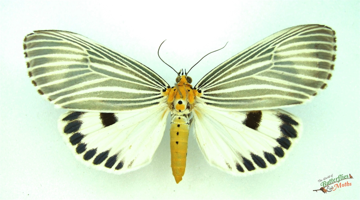 Neochera dominia A- THAILAND - World of Butterflies and Moths