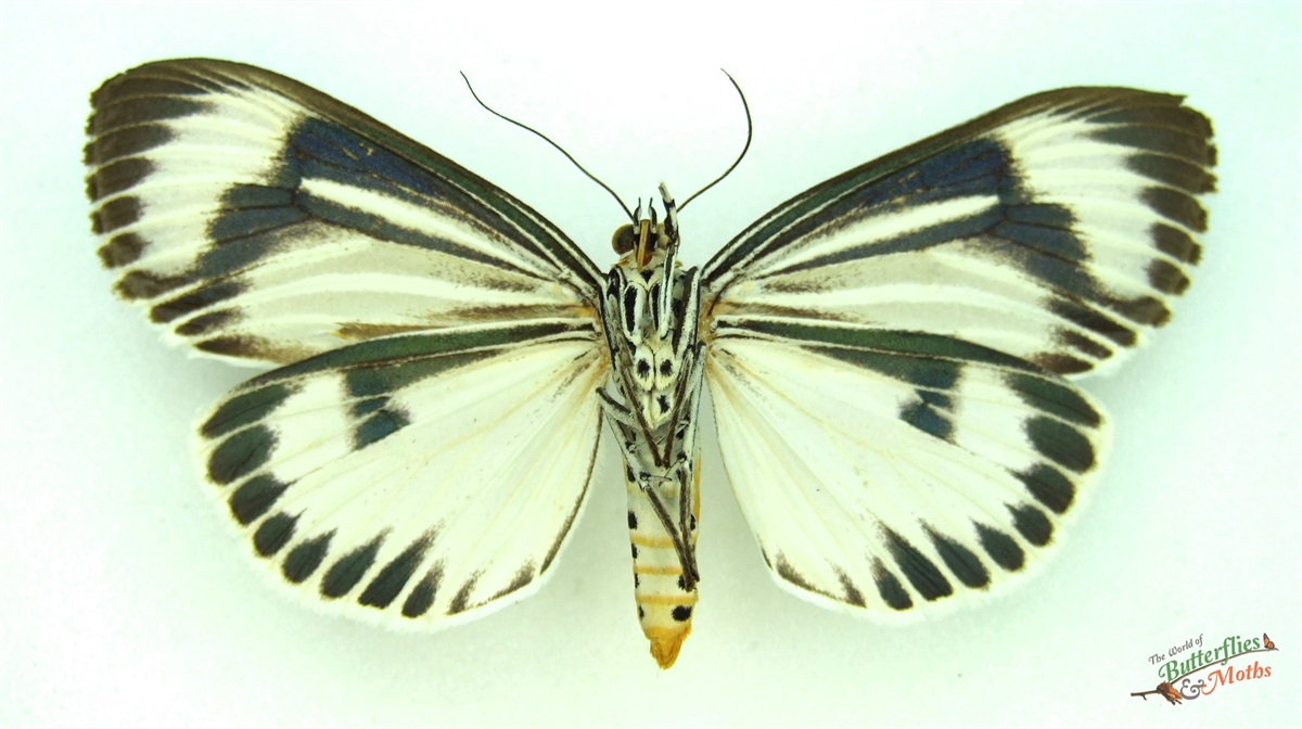 Neochera dominia A- THAILAND - World of Butterflies and Moths