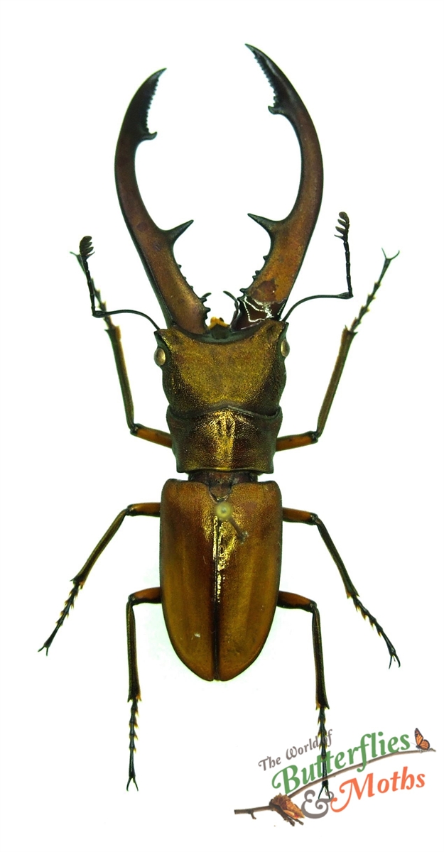 Kalandu Insect Cyclommatus tarandus KALIMANTAN - World of Butterflies and Moths