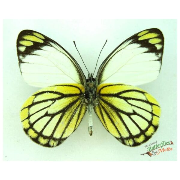 unmounted butterfly DELIAS BARACASA BARACASA 