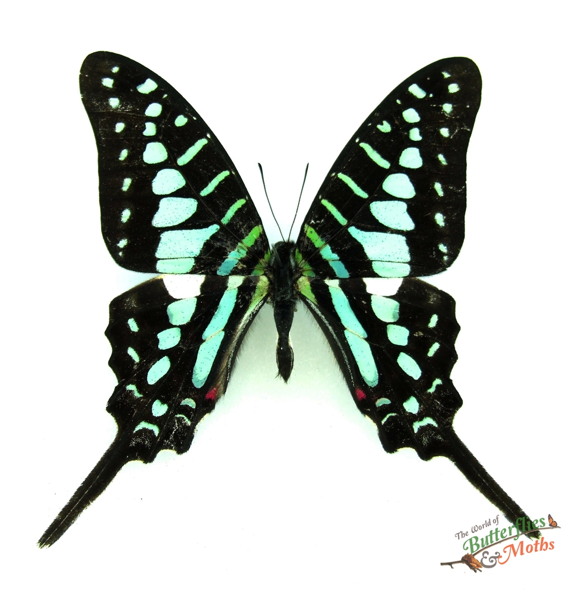 Wholesale: Graphium policenes x10 PCS - World of Butterflies and Moths