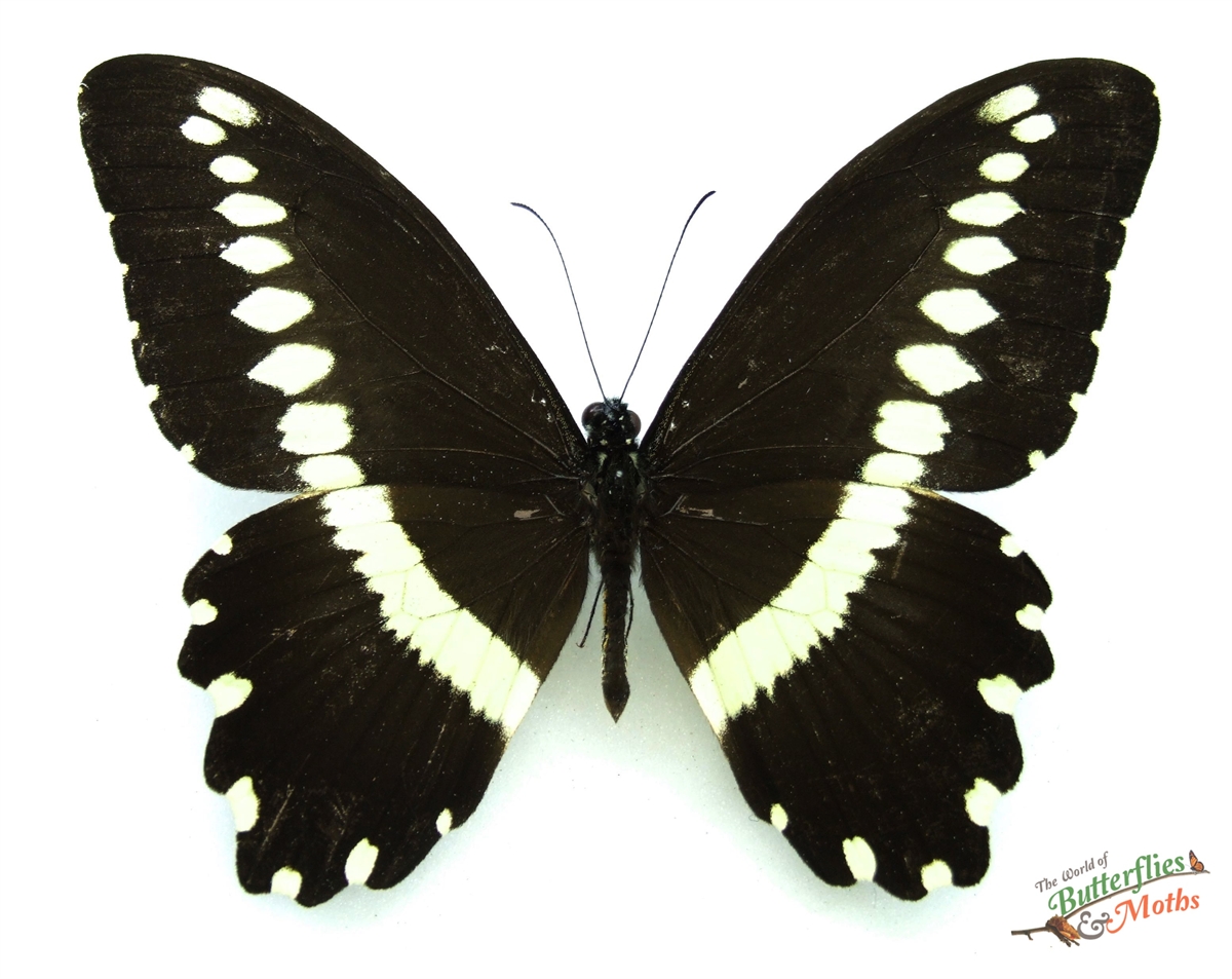 Papilio mechowi C.A.R. - World of Butterflies and Moths