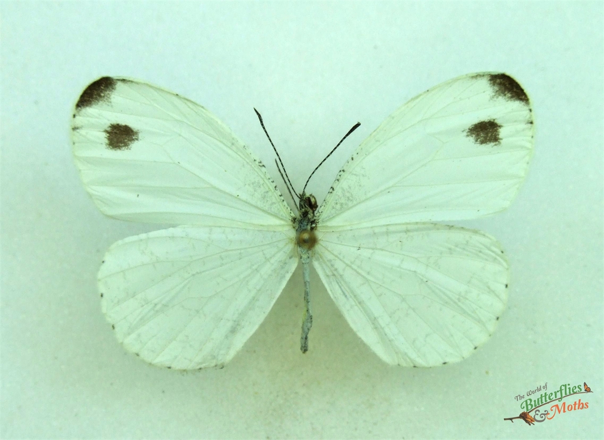 Leptosia alcesta UGANDA World of Butterflies and Moths