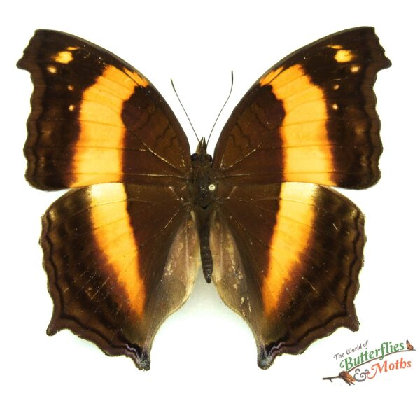 Yoma sabina PHILIPPINES - World of Butterflies and Moths