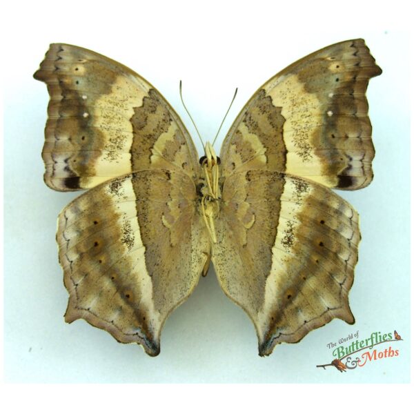 Yoma sabina PHILIPPINES - World of Butterflies and Moths