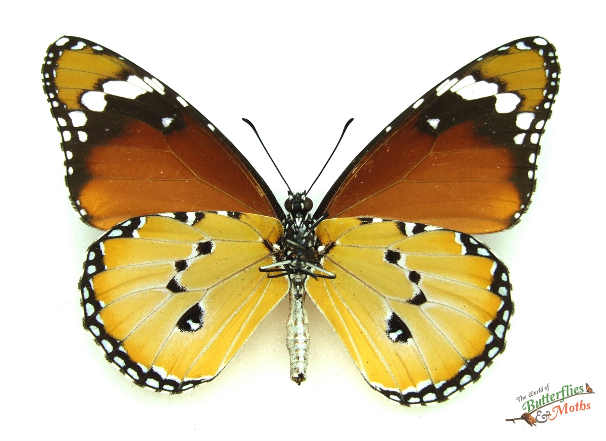 Wholesale: Danaus chrysippus orientis MADAGASCAR - World of Butterflies ...