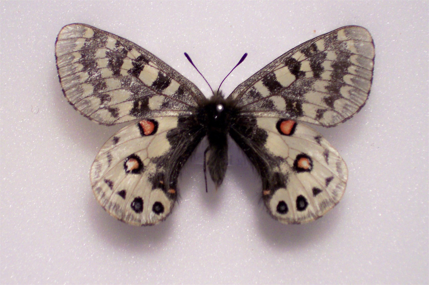 Parnassius Orleans China World Of Butterflies And Moths