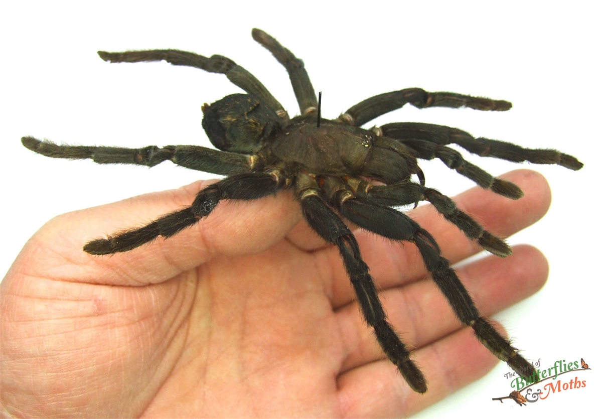 Tarantula Java Spider Selenocosmia javanensis Bird-Eating Tarantula WEST JAVA - World ...