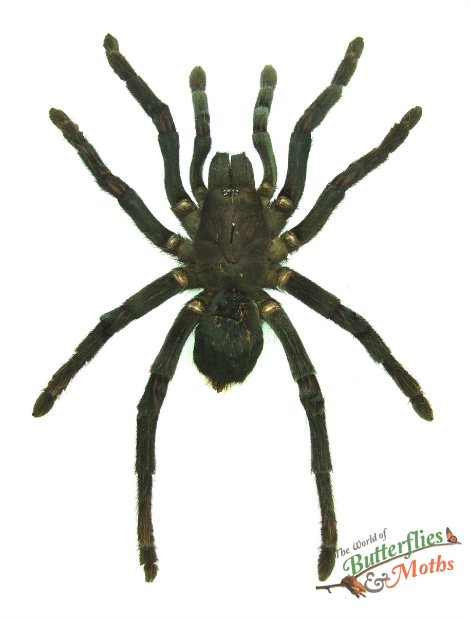 Tarantula Java Spider Selenocosmia species Bird-Eating Tarantula (black) JAVA - World ...