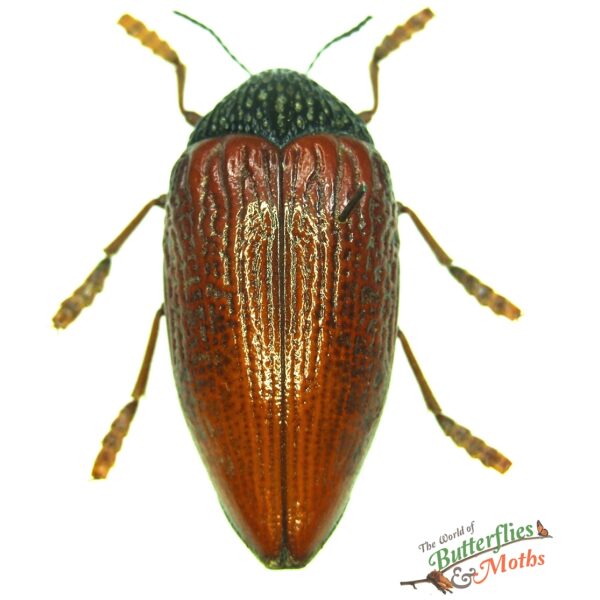 Sternocera hildebrandti TANZANIA - World of Butterflies and Moths