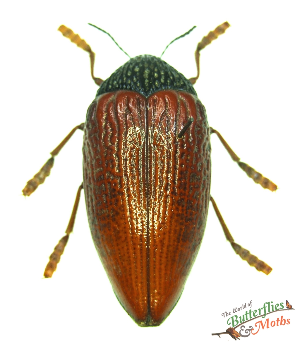Sternocera hildebrandti TANZANIA - World of Butterflies and Moths