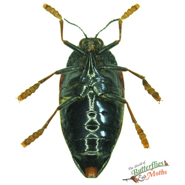 タンザニアのタマムシ Sternocera tricolor Sternocera hildebrandti TANZANIA - World of Butterflies and Moths