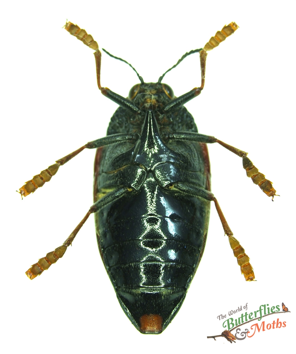 Sternocera hildebrandti TANZANIA - World of Butterflies and Moths