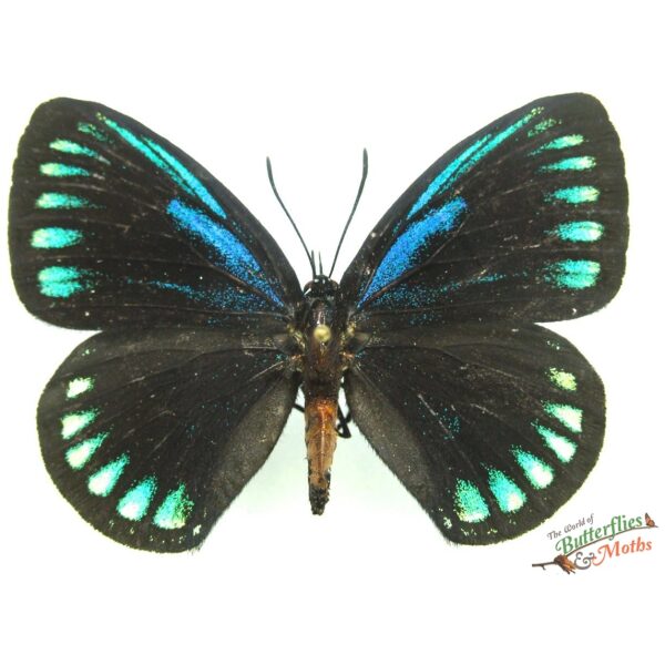 Morpho rhetenor cacica PERU - World of Butterflies and Moths