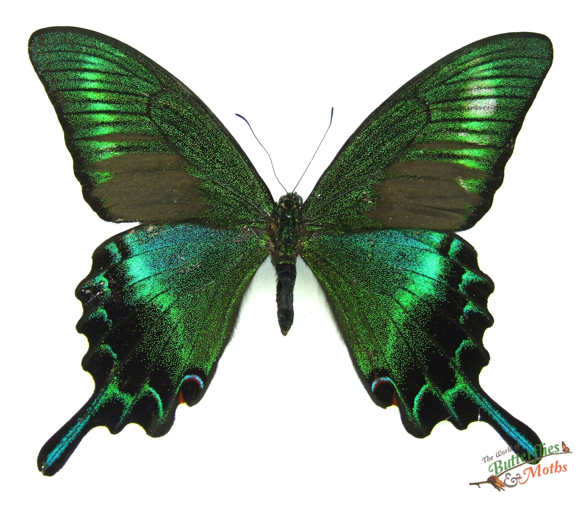 Green unmounted butterfly papilionidae Papilio maackii SUMMER FORM A1 