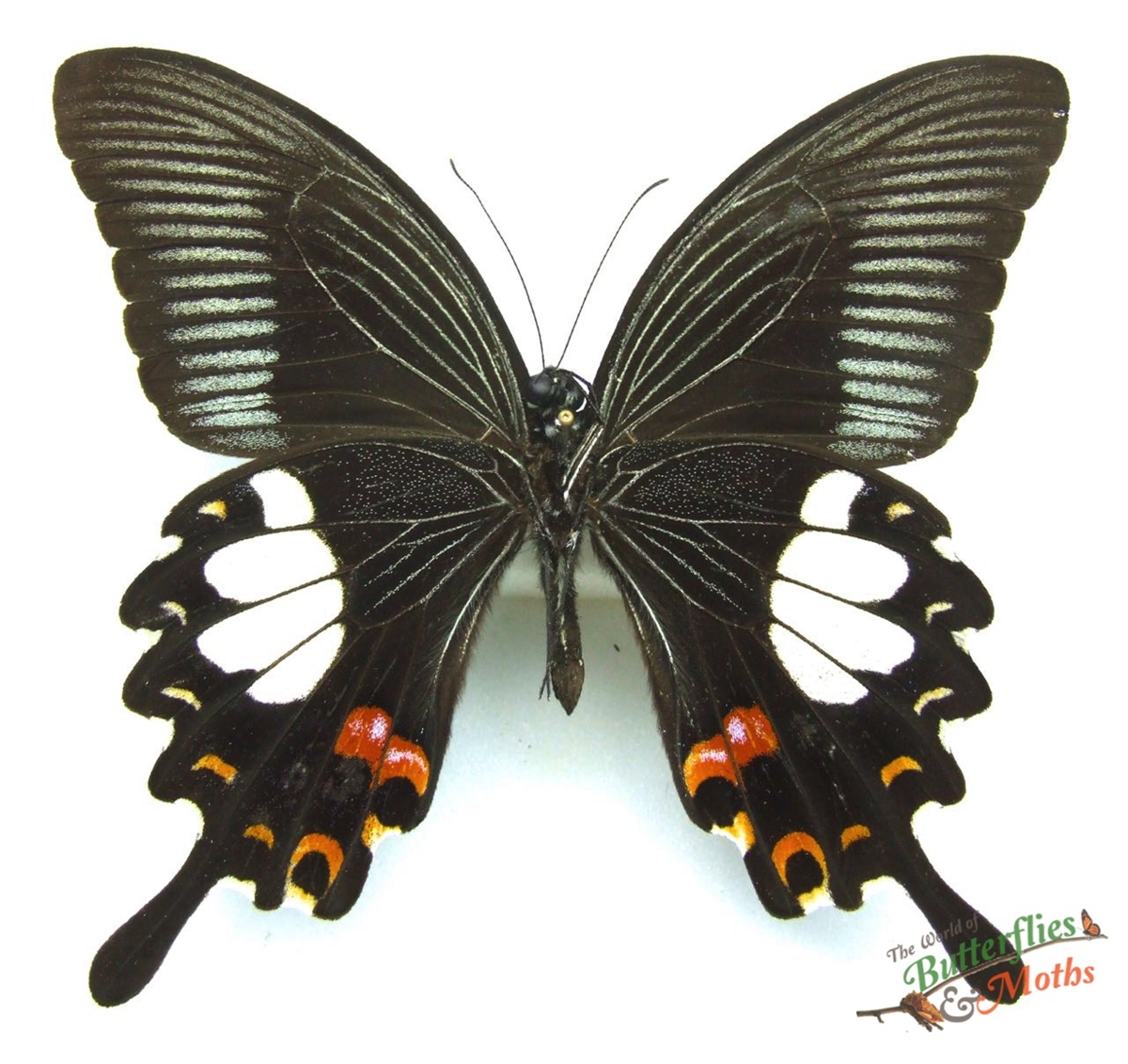 Papilio helenus hytaspes PHILIPPINES - World of Butterflies and Moths