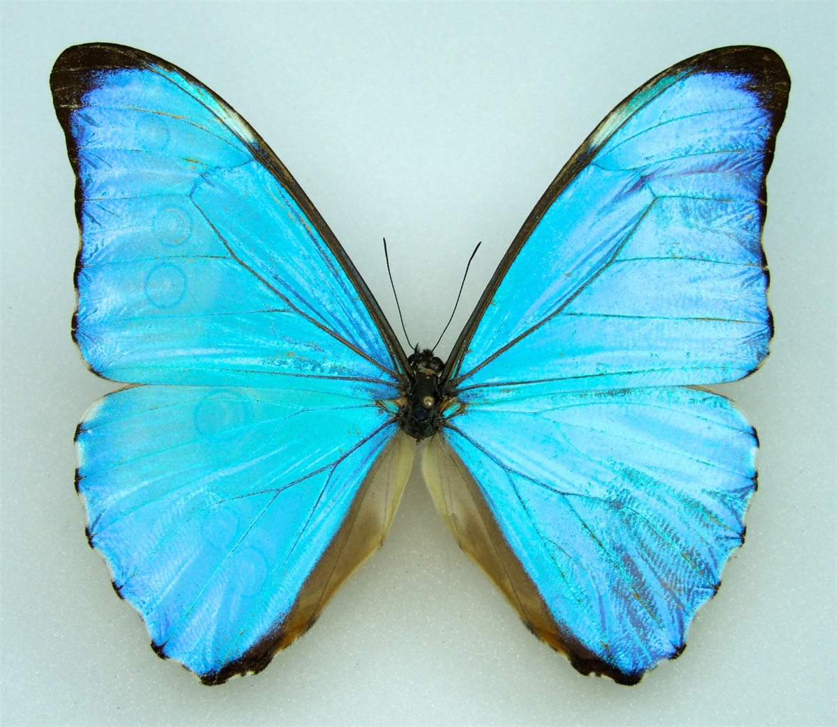 Morpho aurora PERU - World of Butterflies and Moths
