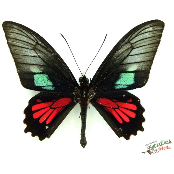 Butterflies of Peru ペルーの蝶類 Vol. 1 Butterflies of Peru ペルー