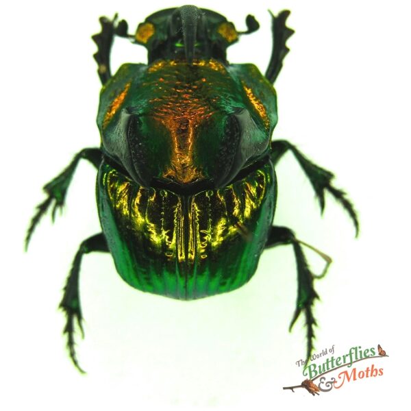 Phanaeus demon MEXICO - World of Butterflies and Moths