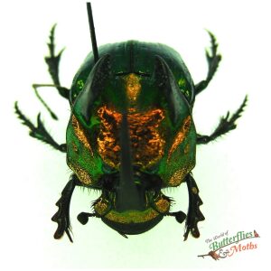 Phanaeus demon MEXICO - World of Butterflies and Moths