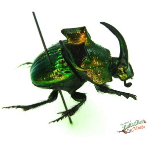 Phanaeus demon MEXICO - World of Butterflies and Moths