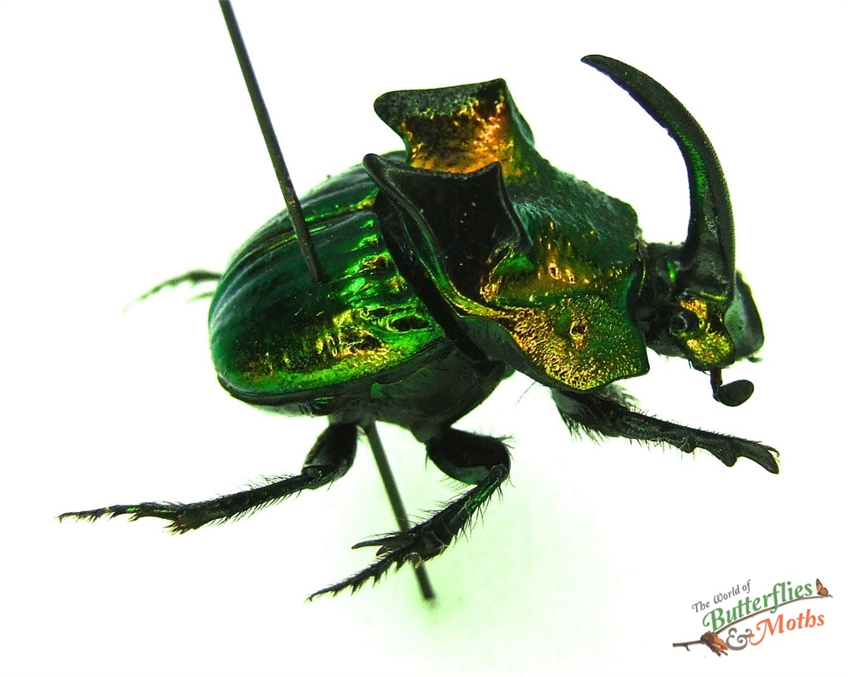 標本 Mexico Phanaeus demon demon 21mm 20mm Phanaeus demon MEXICO - World of Butterflies and Moths