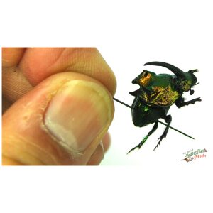 Phanaeus demon MEXICO - World of Butterflies and Moths