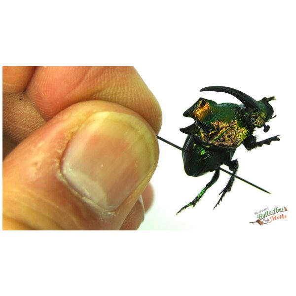 Phanaeus demon MEXICO - World of Butterflies and Moths