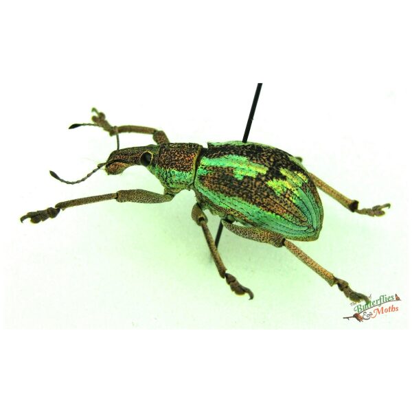 Cheirotonus jansoni CHINA - World of Butterflies and Moths