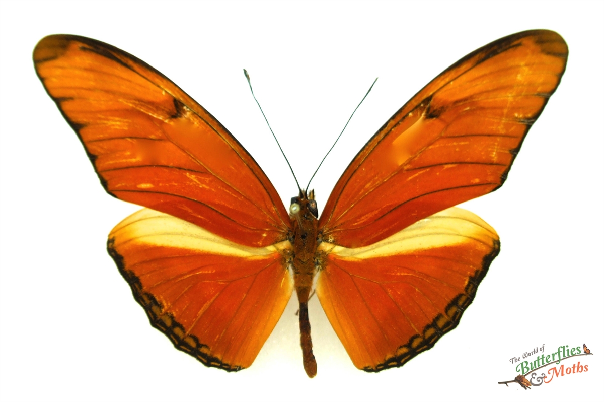 Dryas iulia PERU (A1-) 