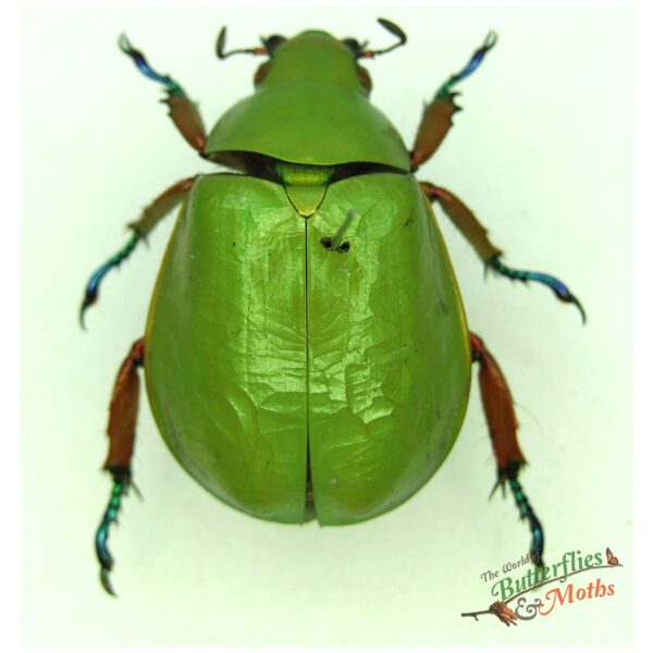 Phanaeus demon MEXICO - World of Butterflies and Moths