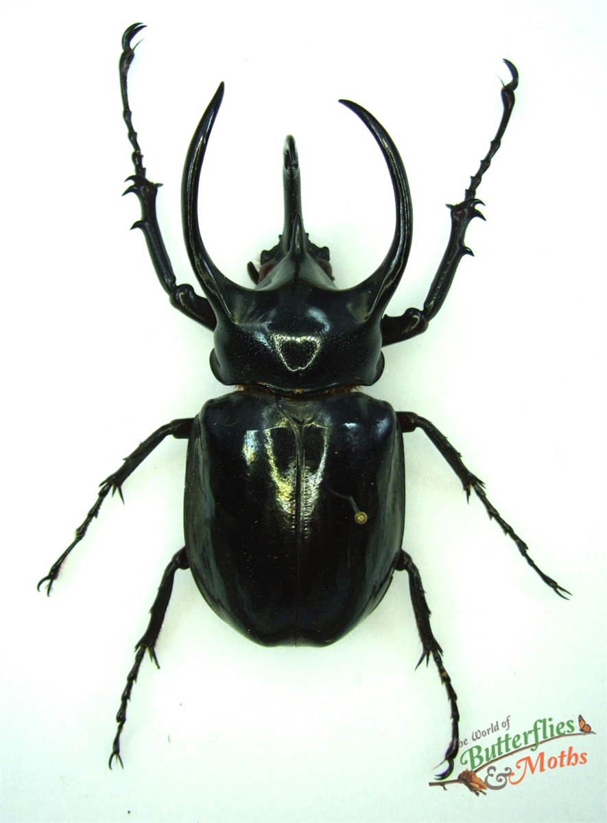 Chalcosoma atlas 100mm+ JAVA World of Butterflies and Moths