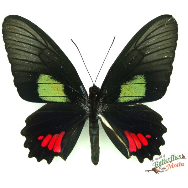 Butterflies of Peru ペルーの蝶類 Vol. 1 Butterflies of Peru ペルー