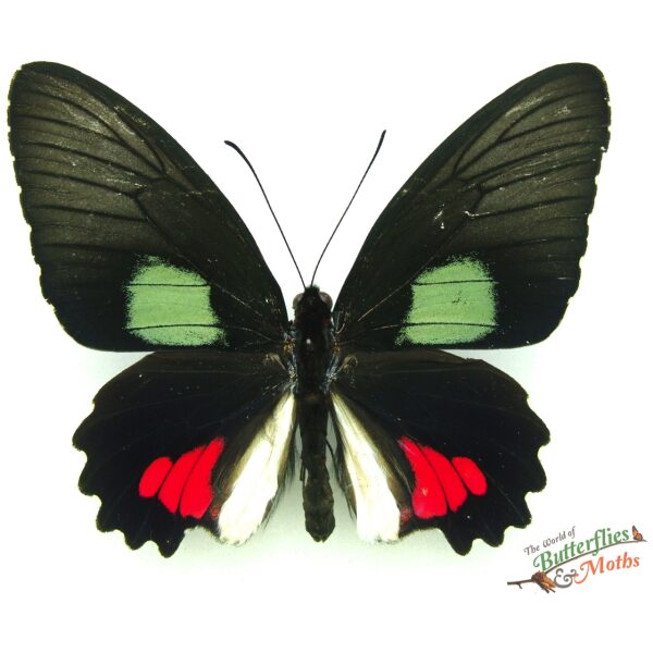 Parides Vertumnus PERU: Unique Butterfly for Collectors - World of