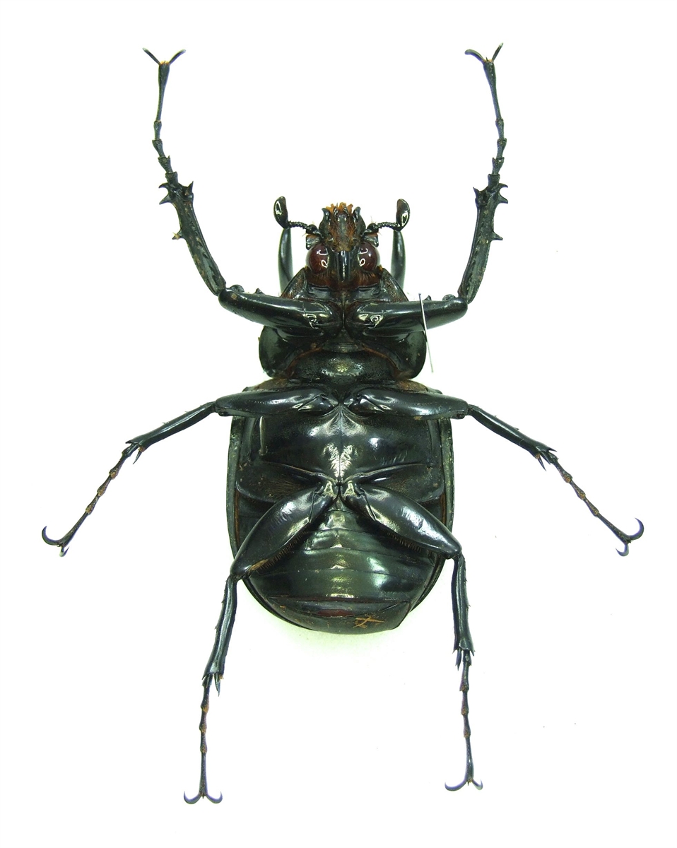 Wholesale: Chalcosoma atlas x10 PCS - World of Butterflies and Moths