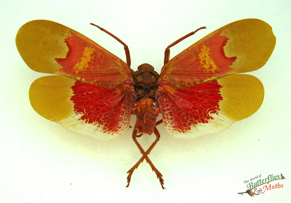 Scamandra sanguiflua SULAWESI - World of Butterflies and Moths