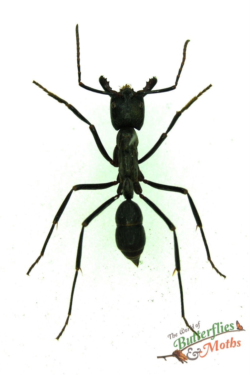 Ant Dinoponera grandis PARAGUAY (Pack of 3) World of Butterflies and