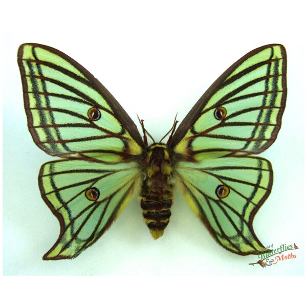 Graellsia isabellae SPAIN - World of Butterflies and Moths