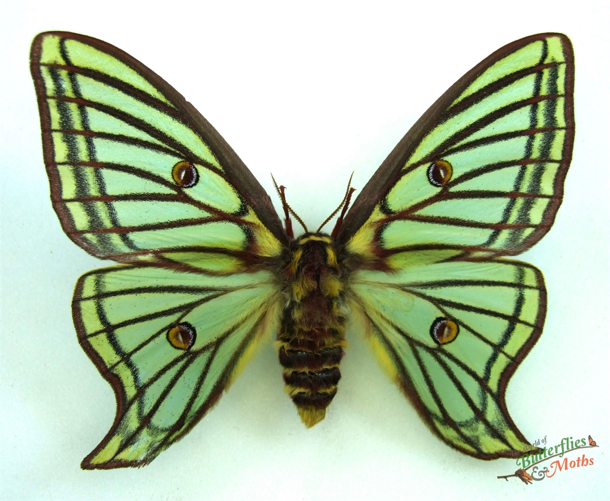 Graellsia isabellae SPAIN - World of Butterflies and Moths