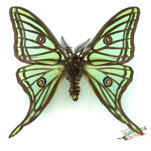 Graellsia isabellae SPAIN - World of Butterflies and Moths