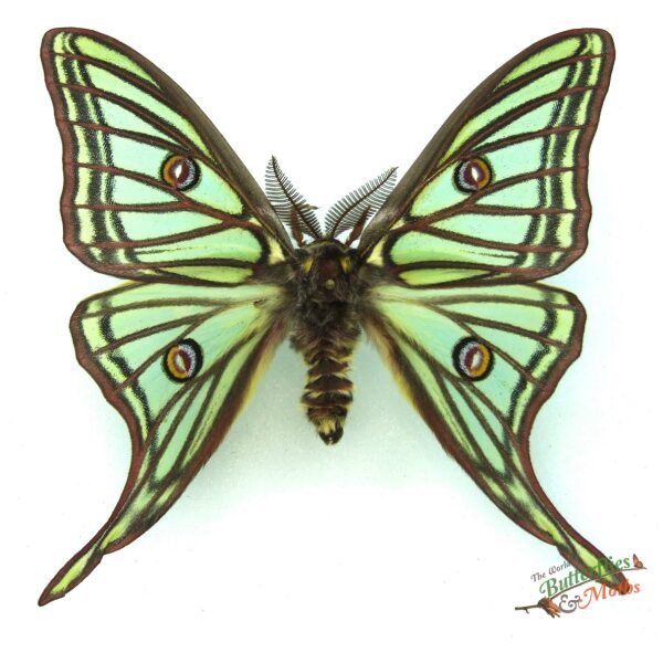 Spain Graellsia　isabellae　78mm 813gBpRjdTL._AC_UF350,