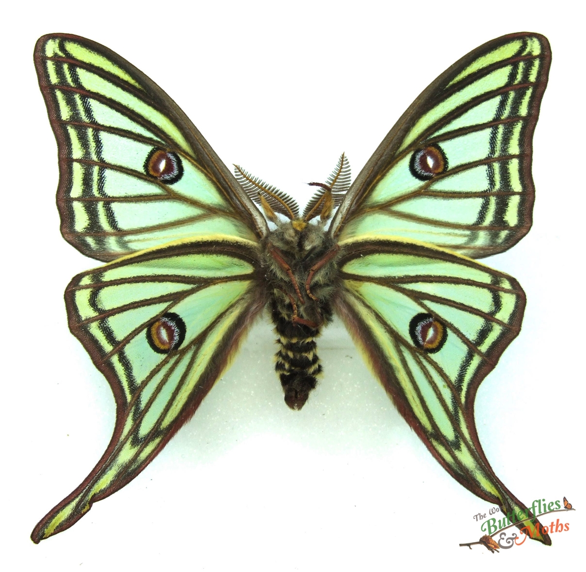 Spain Graellsia　isabellae　78mm Spanish Moon Moth 'Graellsia isabellae' UNSPREAD – Little