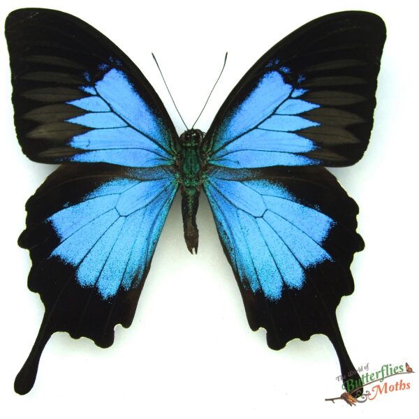Wholesale: Papilio ulysses SERAM - World of Butterflies and Moths